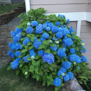 Kerti hortenzia (Hydrangea ‘Endless Summer Blue’)