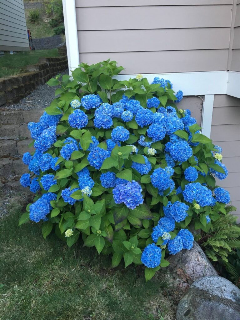 Kerti hortenzia (Hydrangea ‘Endless Summer Blue’)