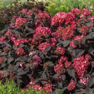 Kerti hortenzia (Hydrangea macrophylla ‘Eclipse’)