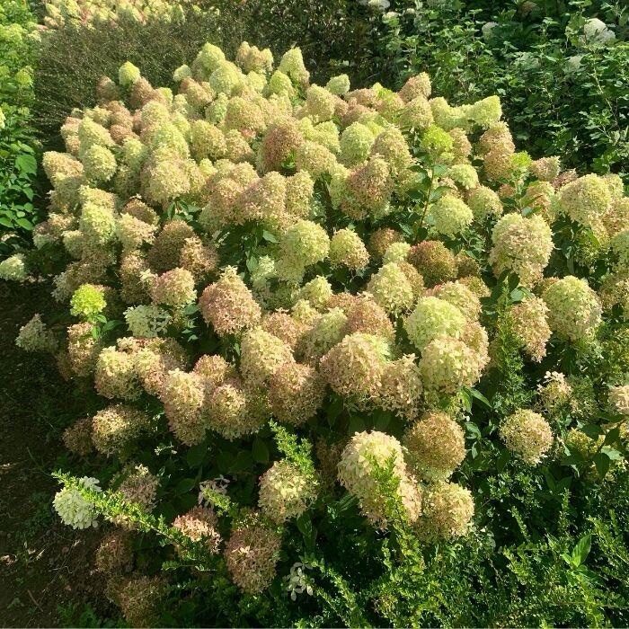 Bugás hortenzia (Hydrangea paniculata ‘Pixio’)