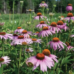 Bíbor kasvirág (Echinacea purpurea)