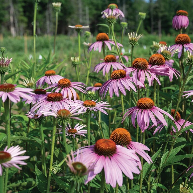 Bíbor kasvirág (Echinacea purpurea)
