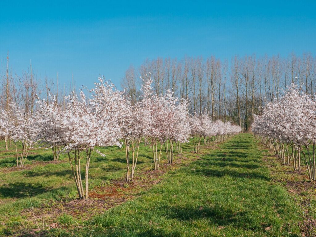 Többtörzsű menyasszonycseresznye (Prunus ‘The Bride’)