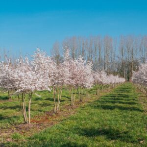 Többtörzsű menyasszonycseresznye (Prunus ‘The Bride’)