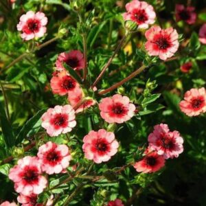 Nepáli pimpó (Potentilla nepalensis 'Miss Willmott')