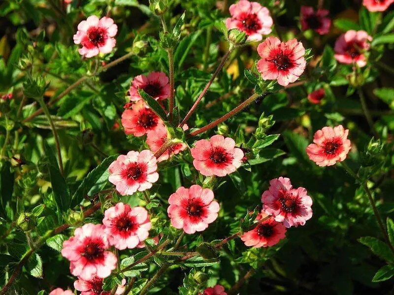 Nepáli pimpó (Potentilla nepalensis 'Miss Willmott')