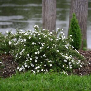 Fehér virágú cserjés pimpó (Potentilla fruticosa 'Mc Kay's White')