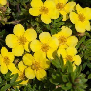 Sárga virágú cserjés pimpó (Potentilla fruticosa 'Elizabeth')