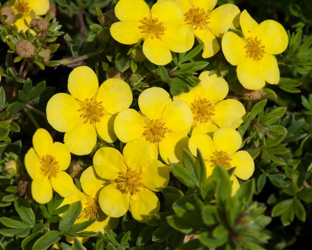 Sárga virágú cserjés pimpó (Potentilla fruticosa 'Elizabeth')