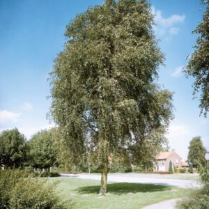 Kínai nyár (Populus simonii ‘Fastigiata’)