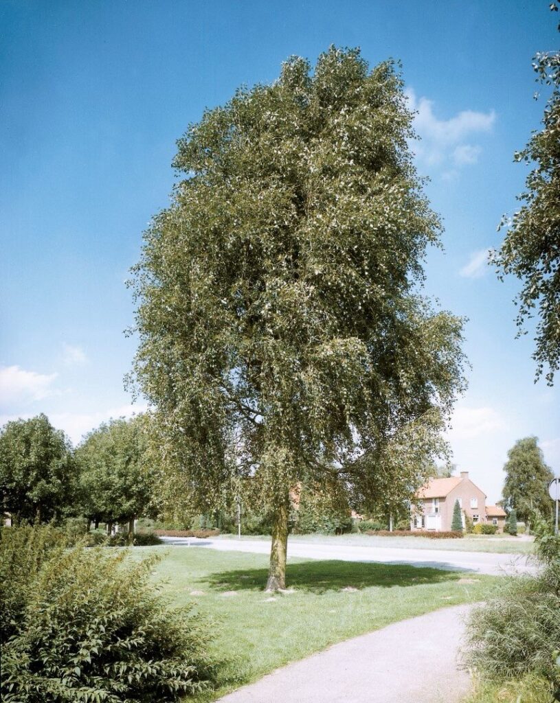 Kínai nyár (Populus simonii ‘Fastigiata’)