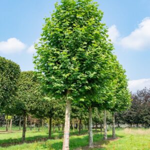 Platán (Platanus hispanica)