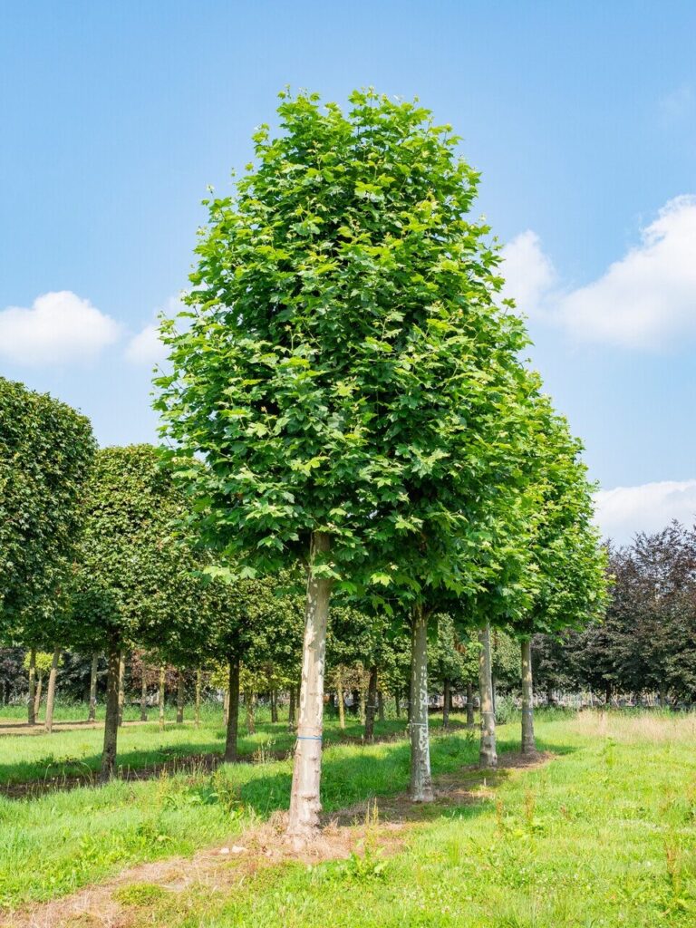Platán (Platanus hispanica)