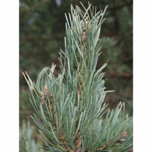 Erdeifenyő (Pinus sylvestris ‘Se’)