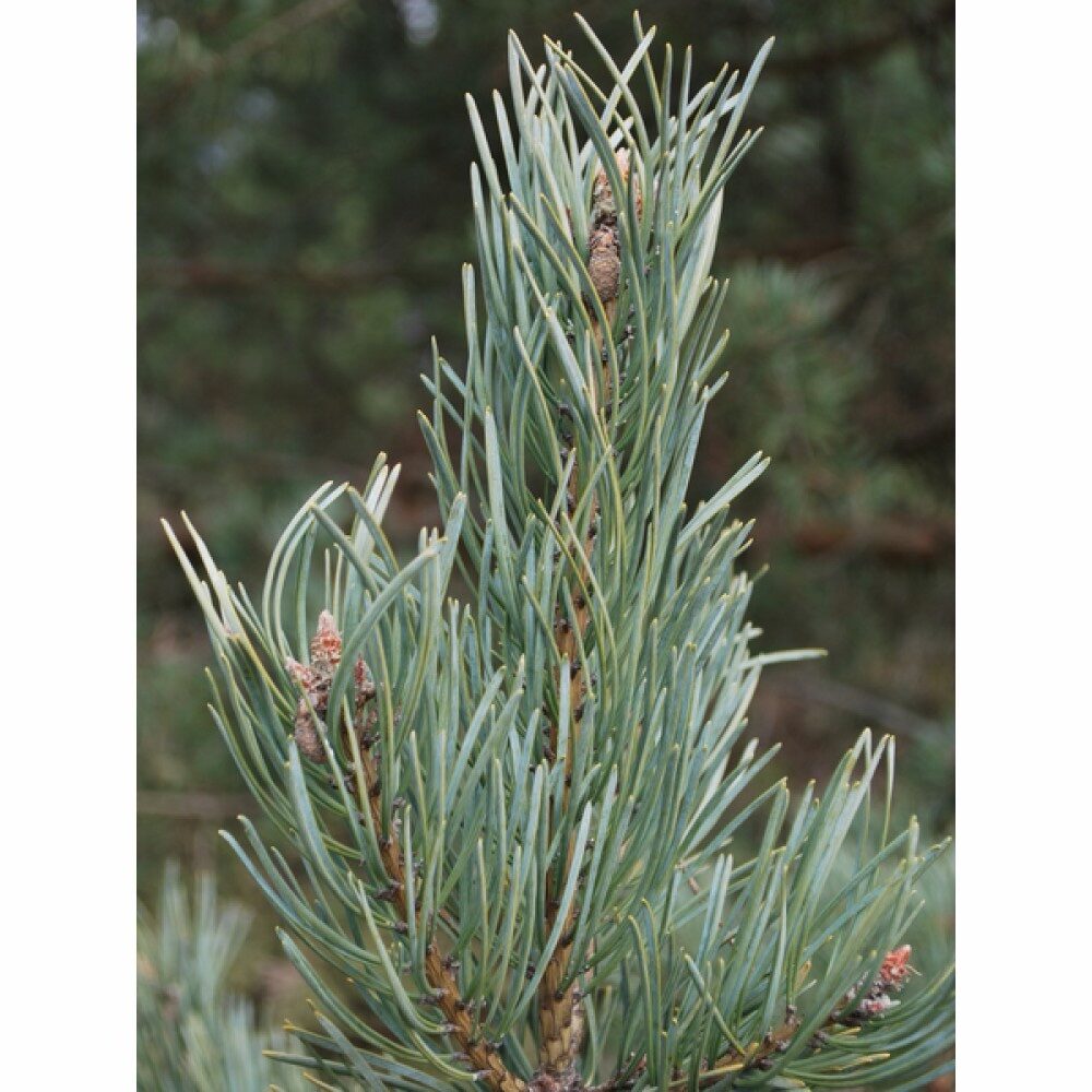 Erdeifenyő (Pinus sylvestris ‘Se’)