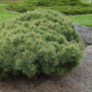 Erdei fenyő (Pinus sylvestris ‘Sandringham’)