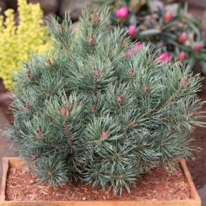 Erdeifenyő (Pinus sylvestris ‘Martham’)