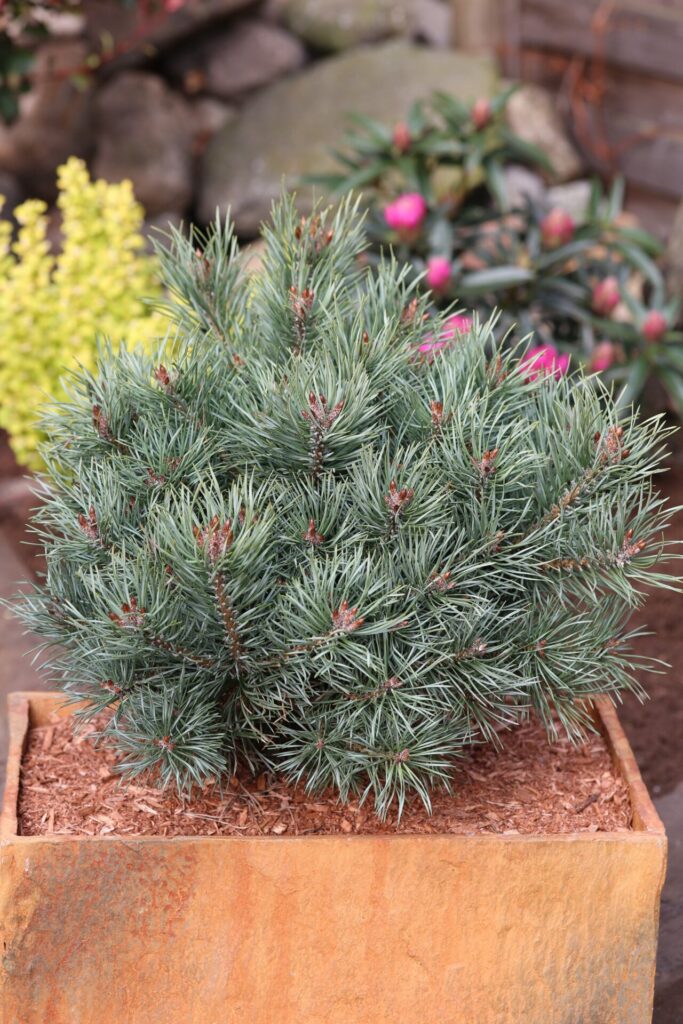 Erdeifenyő (Pinus sylvestris ‘Martham’)