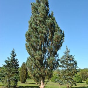 Erdei fenyő (Pinus sylvestris ‘Fastigiata Glauca’)
