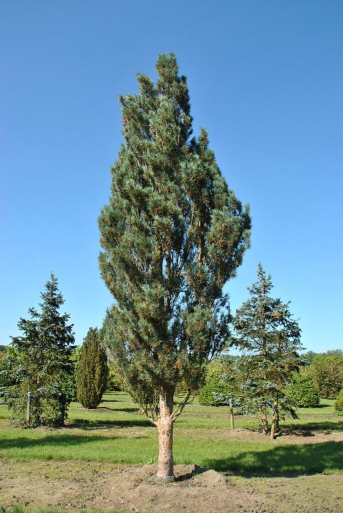 Erdei fenyő (Pinus sylvestris ‘Fastigiata Glauca’)