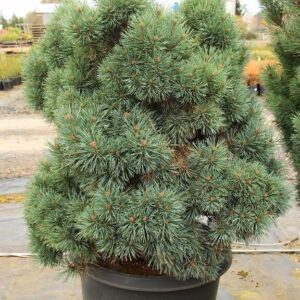 Erdeifenyő (Pinus sylvestris ‘Chantry Blue’)