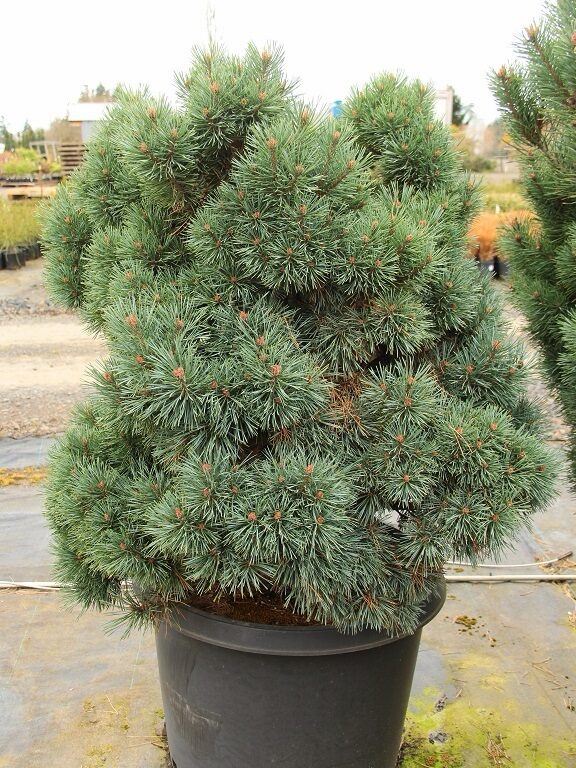 Erdeifenyő (Pinus sylvestris ‘Chantry Blue’)