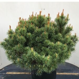 Erdei fenyő (Pinus sylvestris ‘Beuvronensis’)