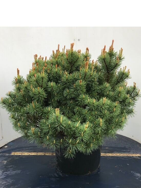 Erdei fenyő (Pinus sylvestris ‘Beuvronensis’)