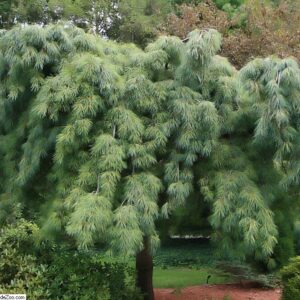 Fehérfenyő (Pinus strobus ‘Pendula’)