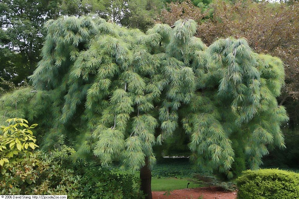 Fehérfenyő (Pinus strobus ‘Pendula’)