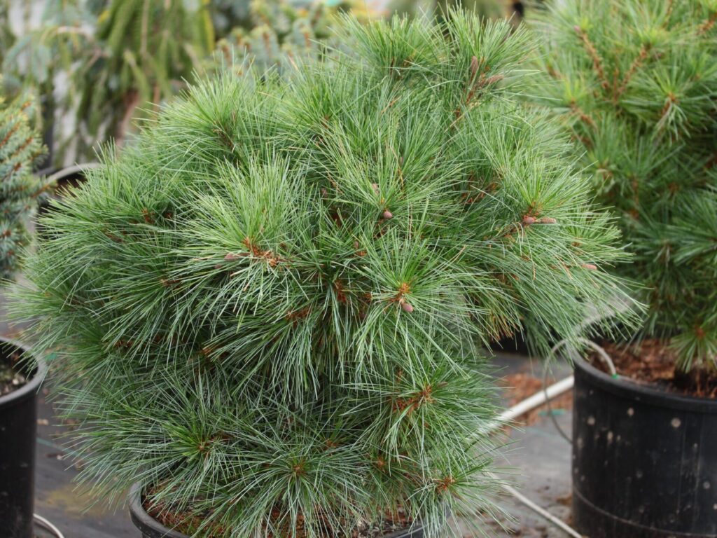 Selyemfenyő (Pinus strobus ‘Nana’)