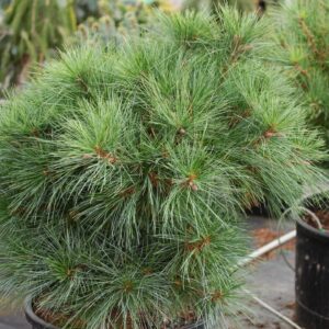 Selyemfenyő (Pinus strobus ‘Nana’)