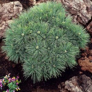 Jegenyefenyő (Pinus strobus ‘Minima’)