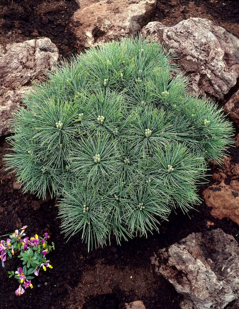 Jegenyefenyő (Pinus strobus ‘Minima’)