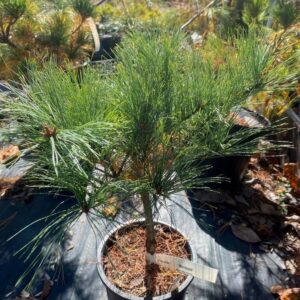 Törpe simafenyő (Pinus strobus ‘Marimack Sally’)