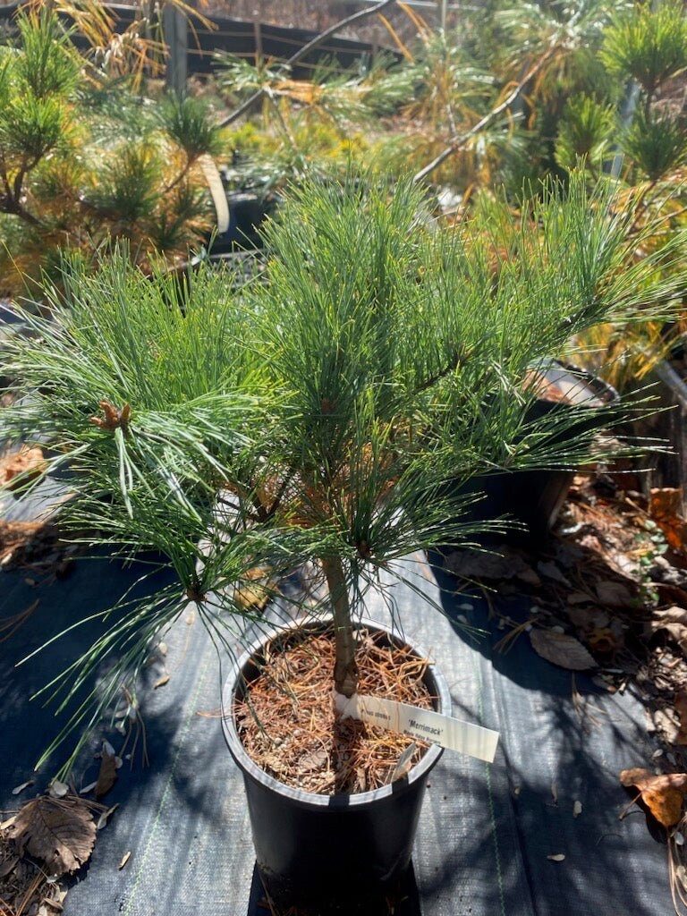 Törpe simafenyő (Pinus strobus ‘Marimack Sally’)