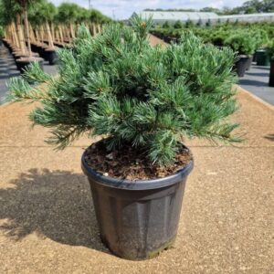 Japán fehérfenyő (Pinus parviflora ‘Linda’)