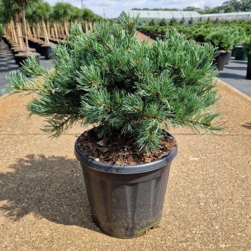 Japán fehérfenyő (Pinus parviflora ‘Linda’)