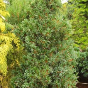 Japán fehérfenyő (Pinus parviflora ‘Bonnie Bergman’)