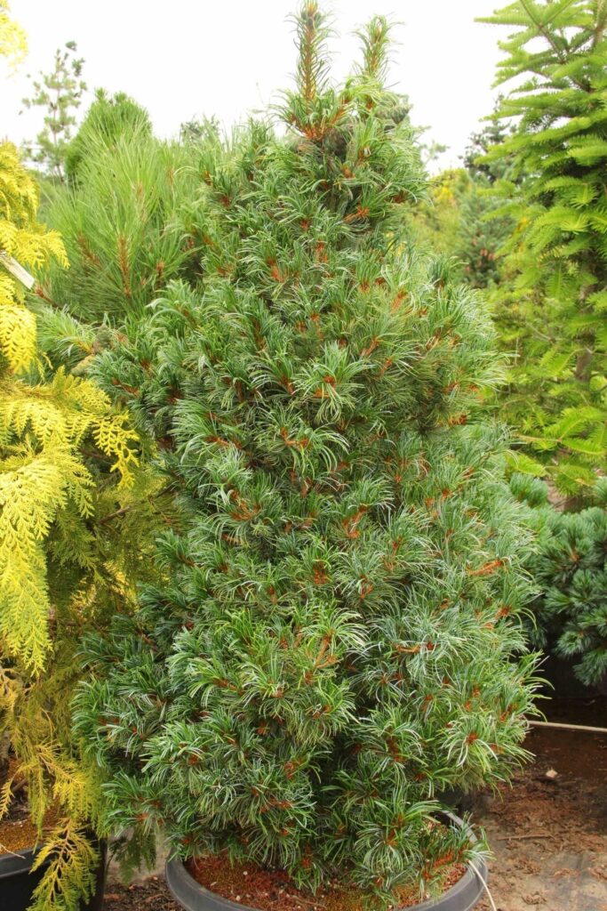 Japán fehérfenyő (Pinus parviflora ‘Bonnie Bergman’)