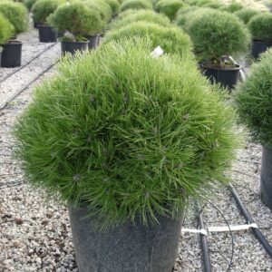 Fekete fenyő (Pinus nigra ‘Bambino’)