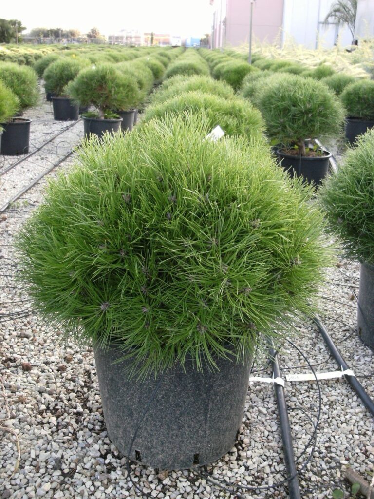 Fekete fenyő (Pinus nigra ‘Bambino’)