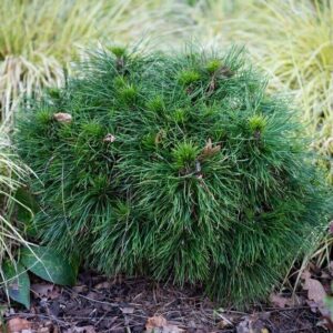 Törpe hegyi fenyő (Pinus mugo ‘Varella’)