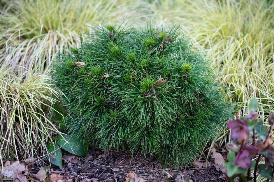 Törpe hegyi fenyő (Pinus mugo ‘Varella’)