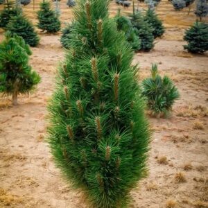 Oszlopos hegyifenyő (Pinus mugo ‘Green Tower’)