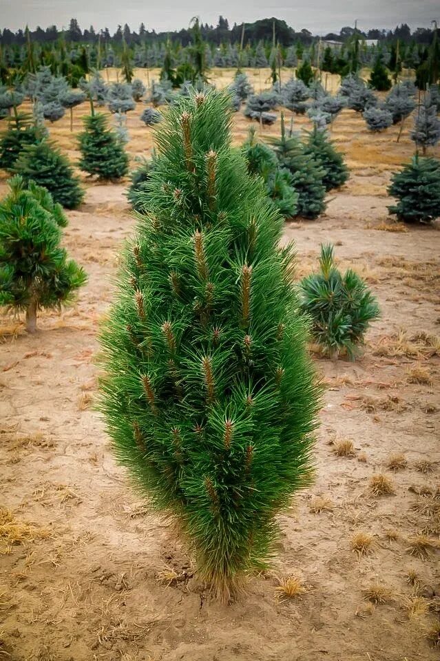 Oszlopos hegyifenyő (Pinus mugo ‘Green Tower’)