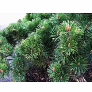 Törpe hegyifenyő (Pinus mugo ‘Bilik’)