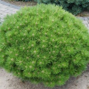 Törpe hegyifenyő (Pinus mugo ‘Bambino’)