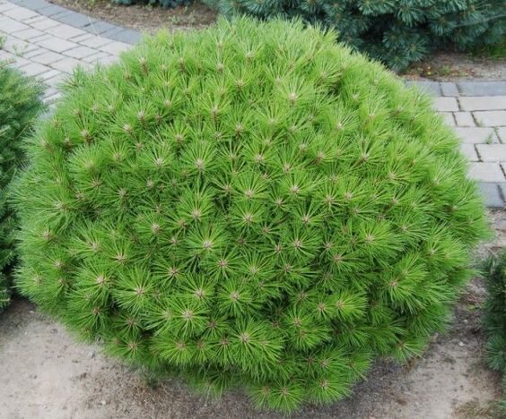 Törpe hegyifenyő (Pinus mugo ‘Bambino’)