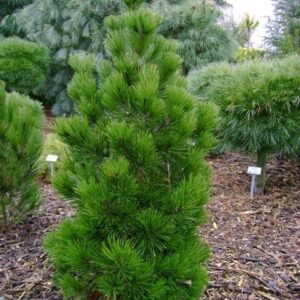 Horogfenyő (Pinus heldreichii ‘Zwerg Schneverdingen’)